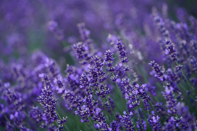 Rituais simples com lavanda