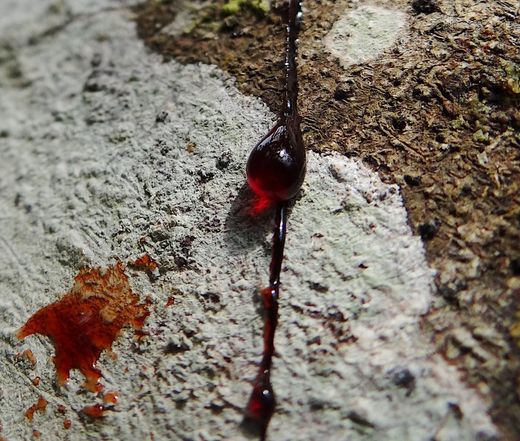 ¿Cómo sanar heridas emocionales? 🙏 El poder curativo de la Sangre de Drago