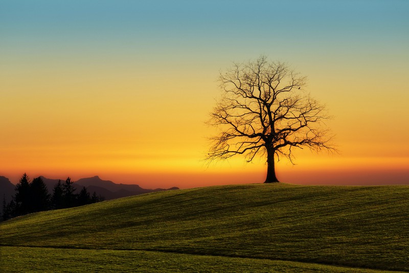 Between the human and the divine ✨🌳 The Tree of Life