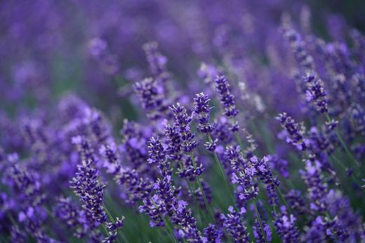 Rituales sencillos con lavanda