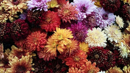🌸✨ Equinoccio de Primavera: luz y vitalidad