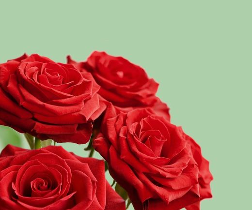 Día de Sant Jordi 🌹 Protección, fuerza y purificación