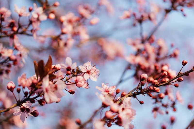 Equinoxe de printemps, la renaissance de la vie