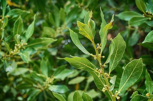 Laurel: rituales de superación personal y fortuna