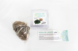 Rosa di Jerico - Il Fiore che Resuscita di Bio Luce 