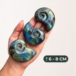 Ammonit de Labradorita · Gran 6–8 cm