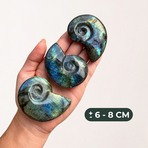Ammonit de Labradorita · Gran 6–8 cm
