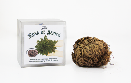 Rosa de Jericó