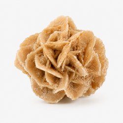 Rosa del Desierto · Gran · Enraïzament